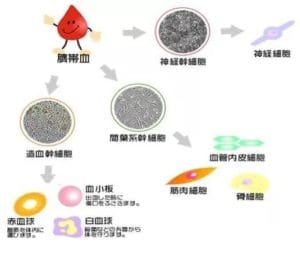 super placenta